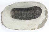 Lot: Assorted Devonian Trilobites - Pieces #80639-3
